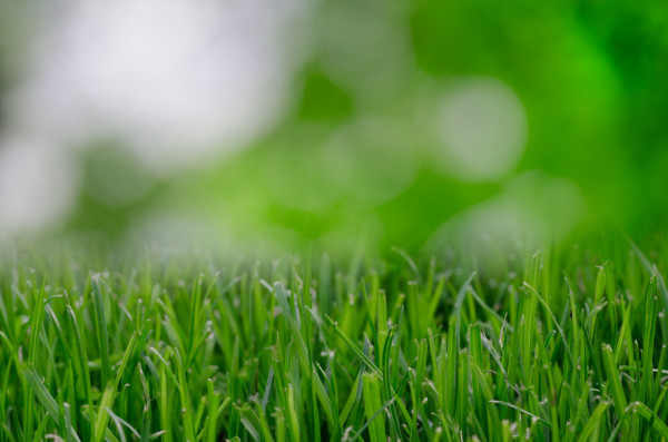 lawn care company, local lawn care, best lawn care, akron canton lawn care, local business, fertilizer company, fertilization company, weed control company