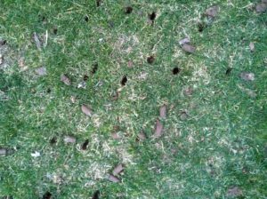 Core Aeration Services in Rootstown and Alliance Ohio