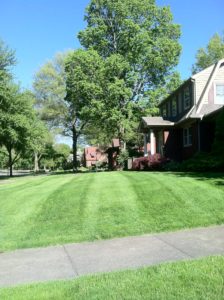 Lawn Care in Alliance Ohio