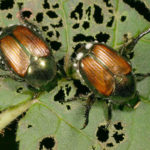 japanese beetle, grub, controlling grubs, teating grubs, lawn care treatments, pest control treatments, lawn care service, bath township ohio, richfield ohio, 44333, 44313, turf