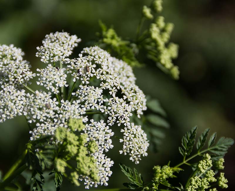 dangerous plant control in north canton and surrounding areas. Akron, Louisville, Canton, Uniontown