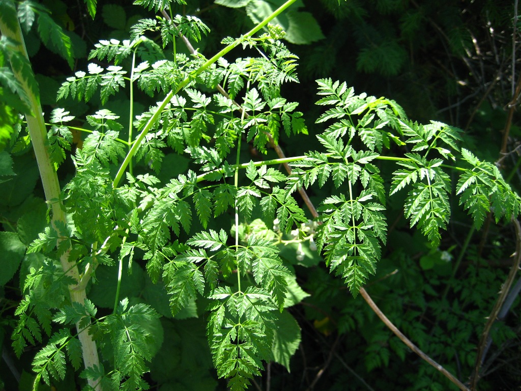 poison-hemlock-leaf-FML