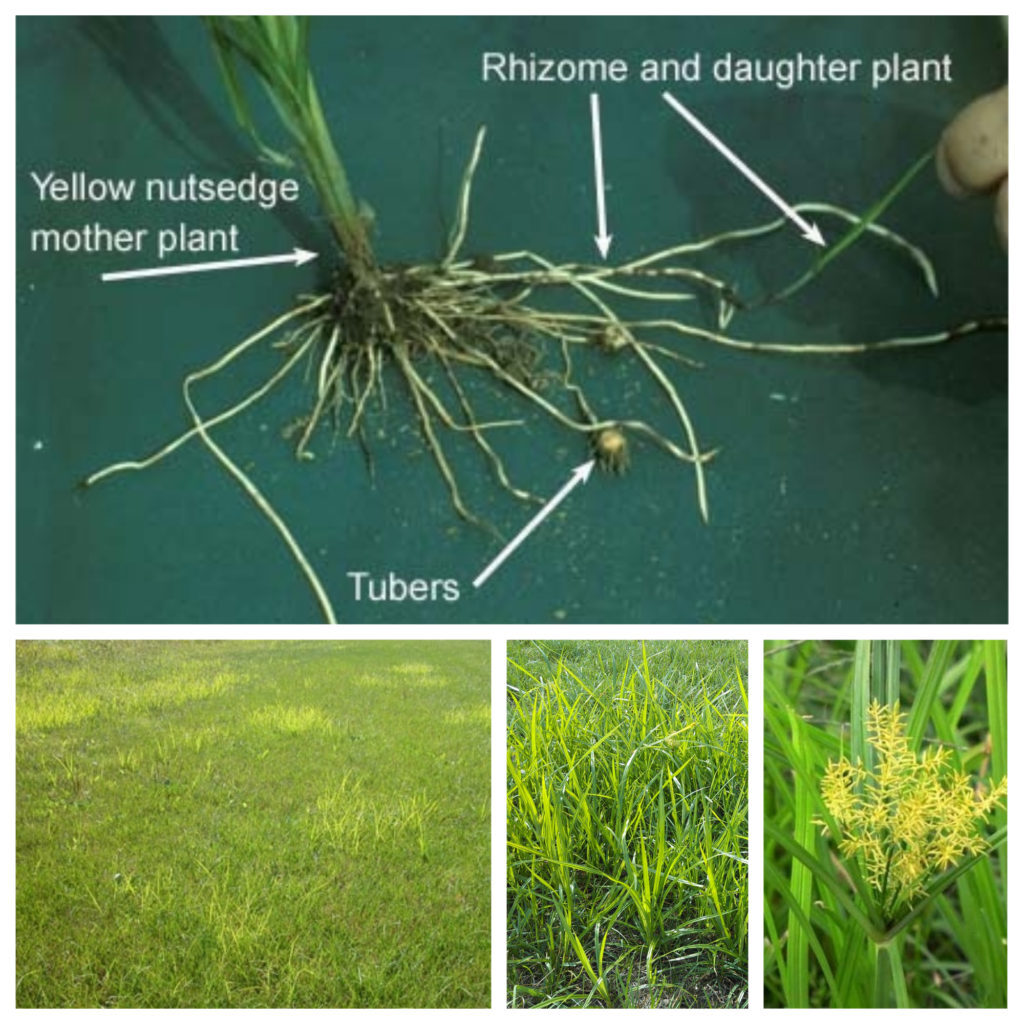 yellow nutsedge treatments, nutsedge control, lawn care company, fertilization service, weed control company