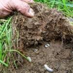 grub control service, grub, control, akron canton lawn care, lawn care service, lawn care company, grubs