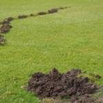 mole control, vole control, mole and vole applications, akron canton lawn care, pest control services