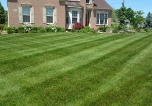 Organic Lawn Care